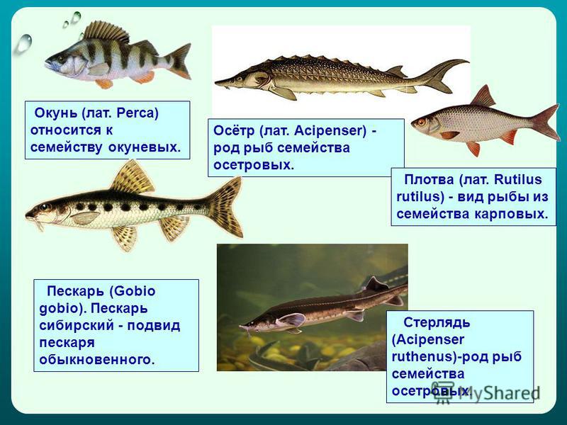 Осетровые Виды Рыб Названия И Фото