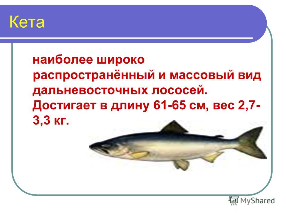 Кета расшифровка. Рыба кета фото и описание. Кеты презентация. Кета описание. Информация про рыбу кета.