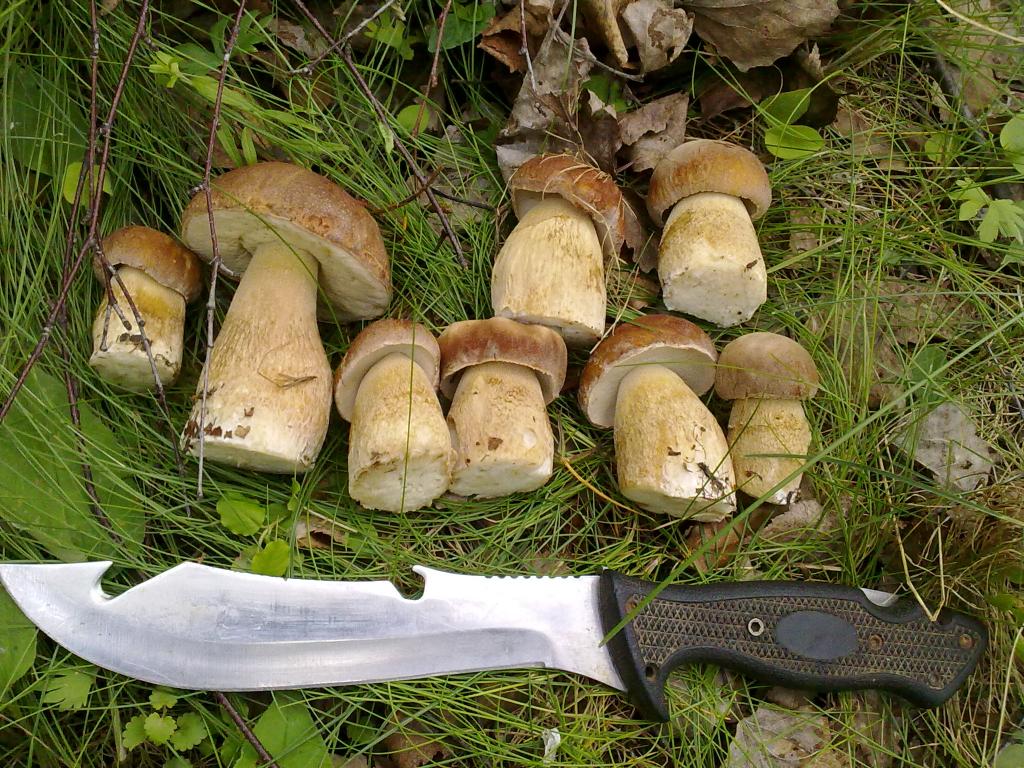 Первый грибы в подмосковье. Какие первые грибы в июне. Какие водятся грибы в Дивногорске фото. Какие грибы водятся в ТС Рю.