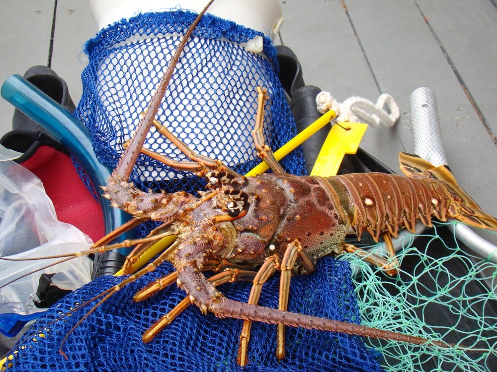 how to catch spiny lobster