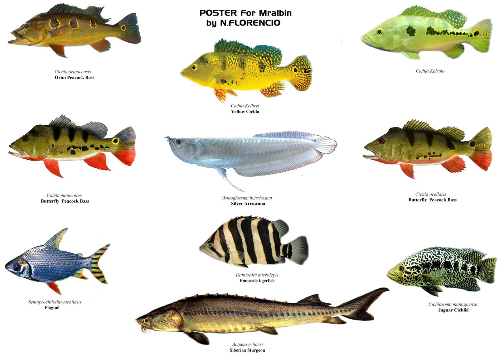 Картинка речные рыбы для детей. Морская рыба названия. Пресноводные рыбы для детей. Рыбы Пресноводные и морские для детей. Пресноводные рыбы названия.