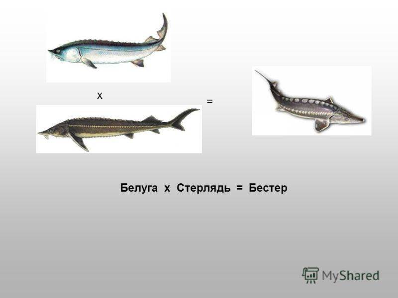 Бестер рыба фото описание характеристика Стерлядь бестер