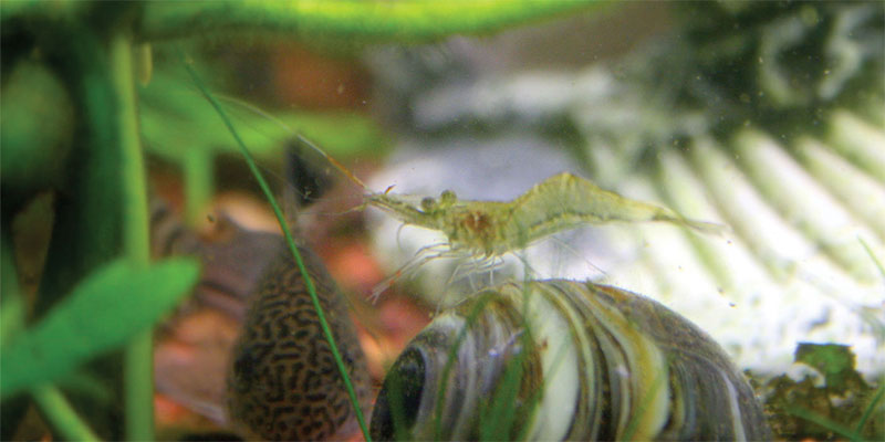 ghost shrimp and bettas