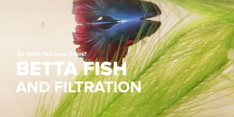 Do Betta Fish Need A Filter?