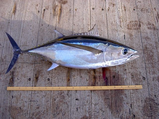 Мелкий тунец фото