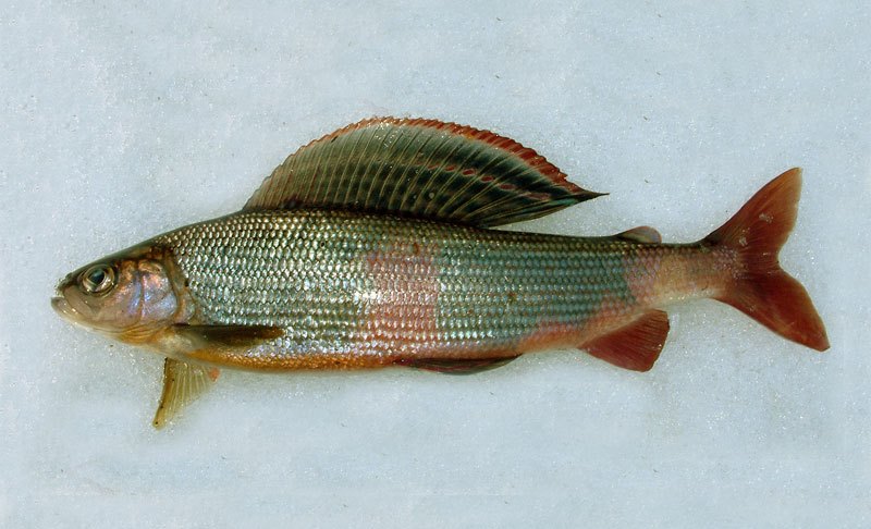 хариус рыба фото