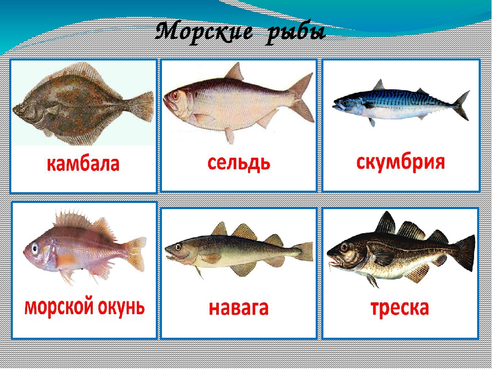 Определи название рыбы