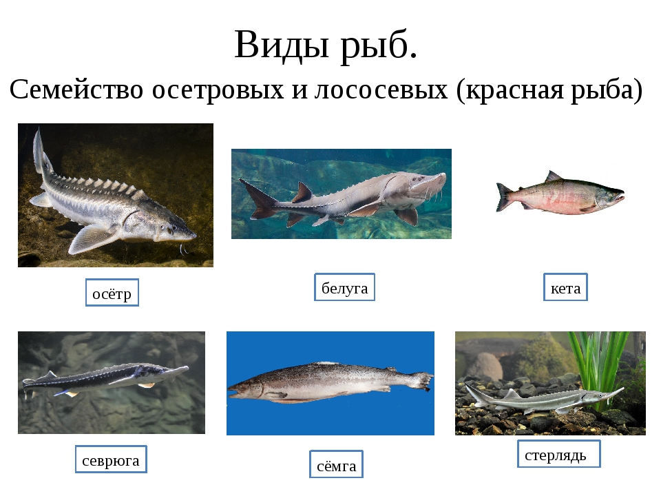 Типы рыб названия. Семейство осетровых список. Классификация осетровых рыб схема. Семейство стерляди. Название осетровых рыб.