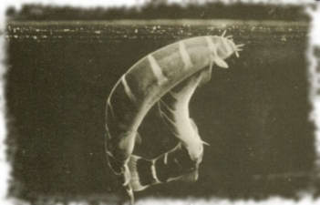 Виды акантофтальмуса Виды акантофтальмуса