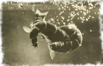 Виды акантофтальмуса Виды акантофтальмуса