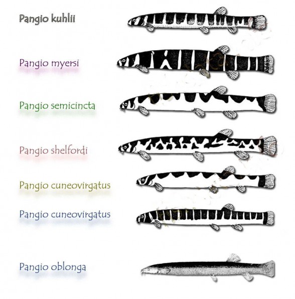 Виды акантофтальмуса