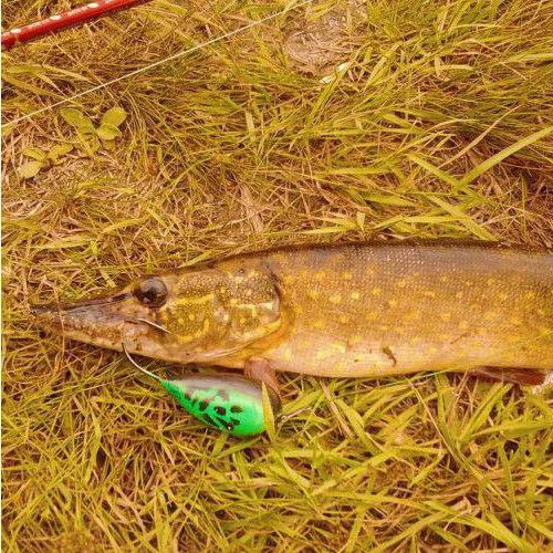 своими руками хорватское яйцо