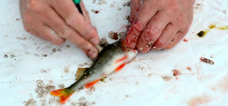 Как быстро почистить окуня от чешуи