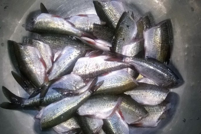 Как сделать шпроты в домашних условиях