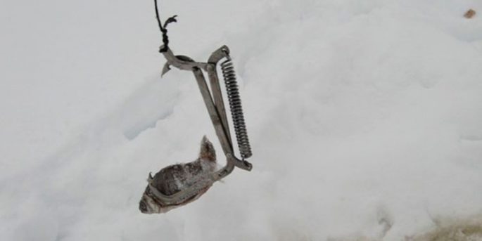 Как насадить живца на капкан