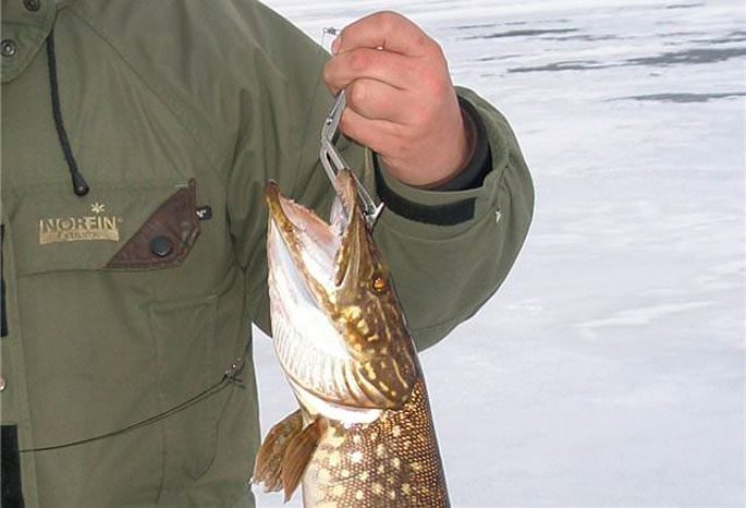 Как насадить живца на капкан