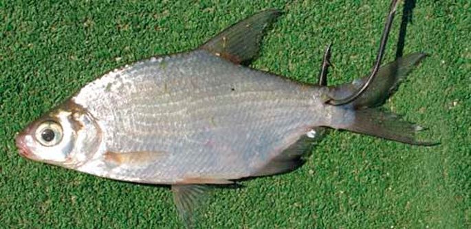 Насадка за спину