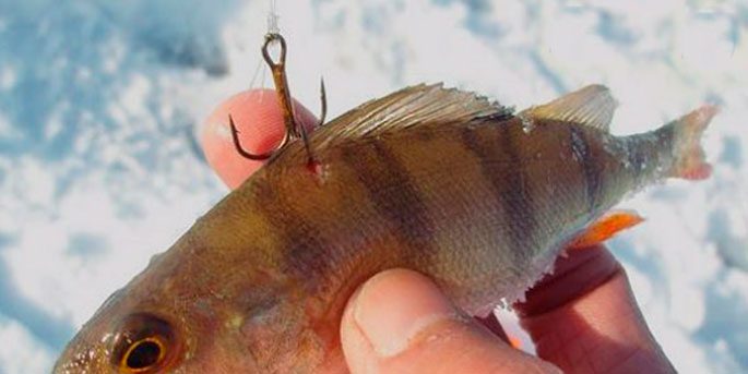 способы насадки живца