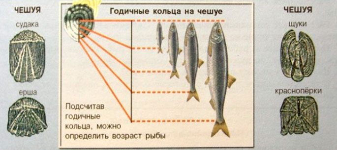 Определяем возраст рыбы по чешуе