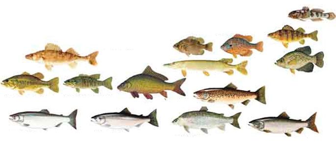 Определение возраста рыб различных видов