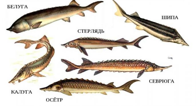 Семейство осетровых