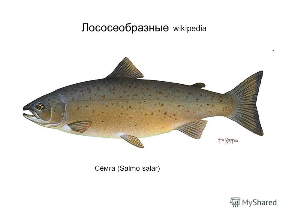 Лососевая рыба 7. Атлантический лосось Salmo Salar. Лососеобразные рыбы представители. Отряд Лососеобразные лососевые. Отряд Лососеобразные горбуша.