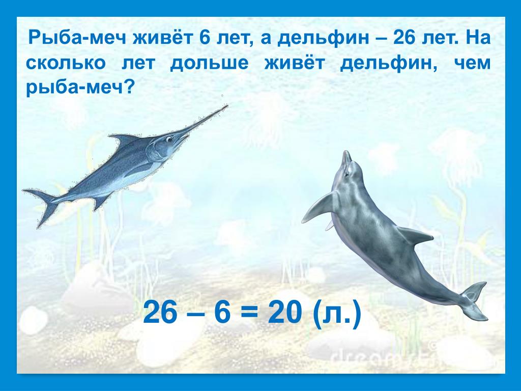 Дельфины живут лет. Сколько лет живут дельфины. Дельфин сколько лет живет. Сколько лет живут Ильвины. Какая рыба живет дольше всего.