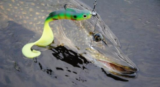 ΠΠΆΠΈΠ³-Π³ΠΎΠ»ΠΎΠ²ΠΊΠ°