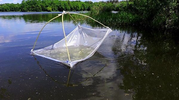 Паук на воде