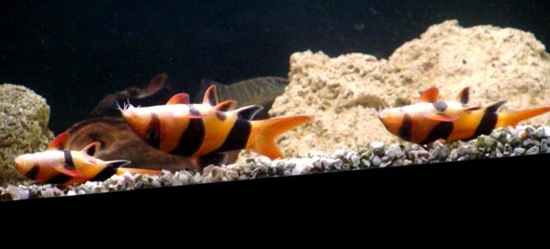 спят брюшком вверх