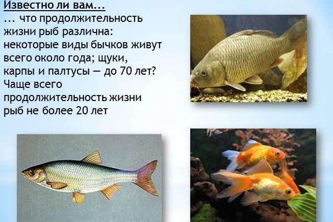 Презентация - Тип Хордовые Класс Рыбы
