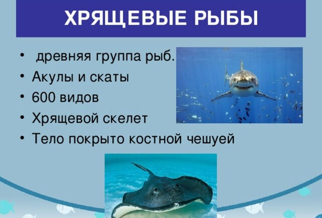 Презентация урока по биологии на тему Класс Хрящевые и Костные рыбы ...