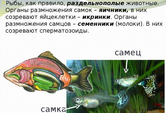 Размножение и развитие рыб. Презентация к уроку биологии.