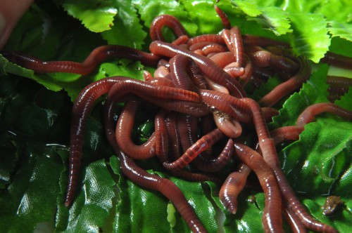Калифорнийские черви
