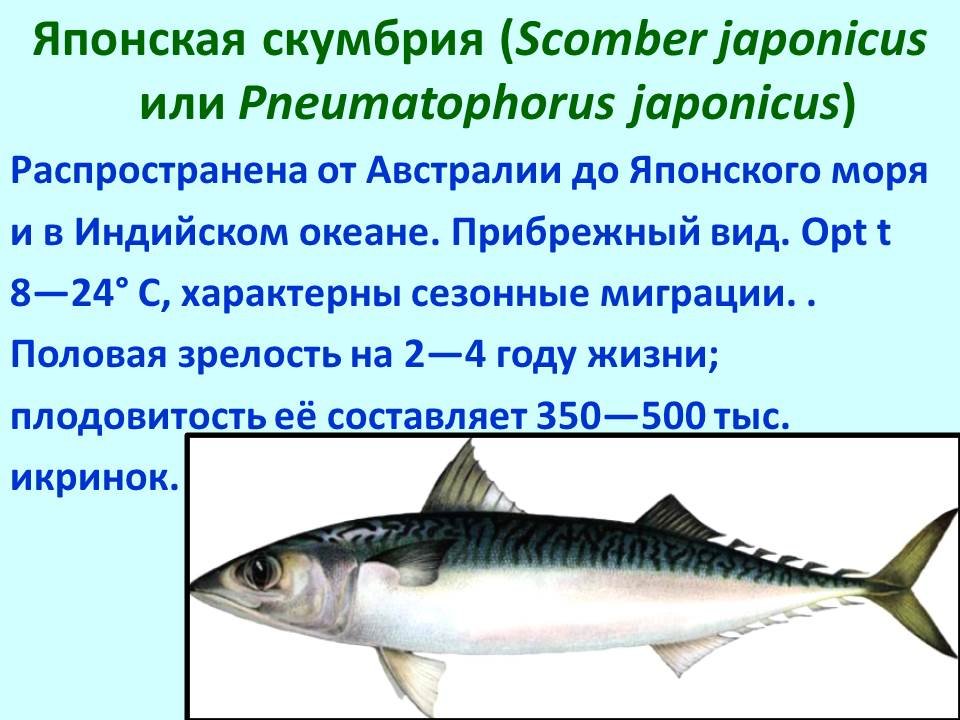 Промысловые рыбы 7 класс