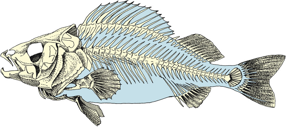 Скелет окуня