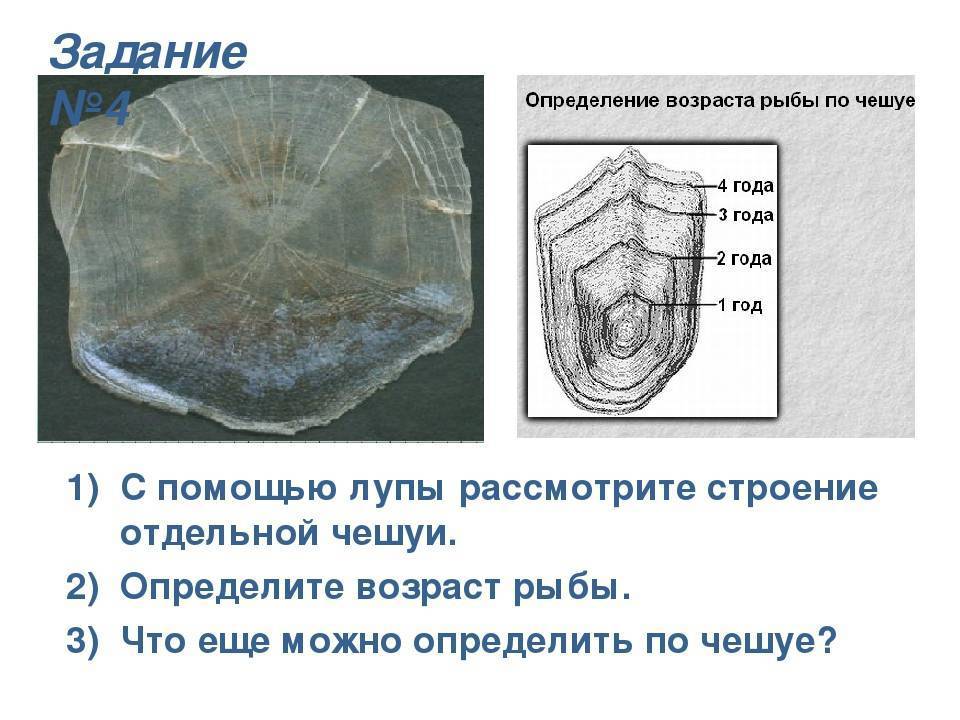 Отдельное строение. Возраст рыбы определяется по чешуе. Определить определить Возраст рыбы. Как по чешуйке определить Возраст рыбы. Определение возраста рыбы по чешуе.