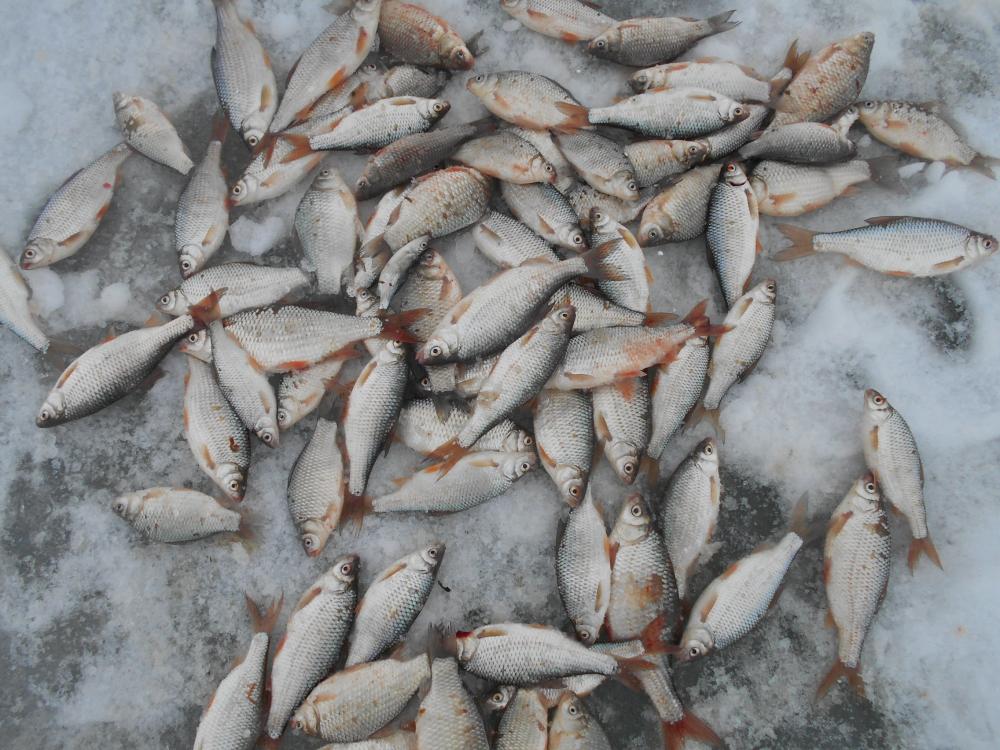 Рыба цимлянского водохранилища