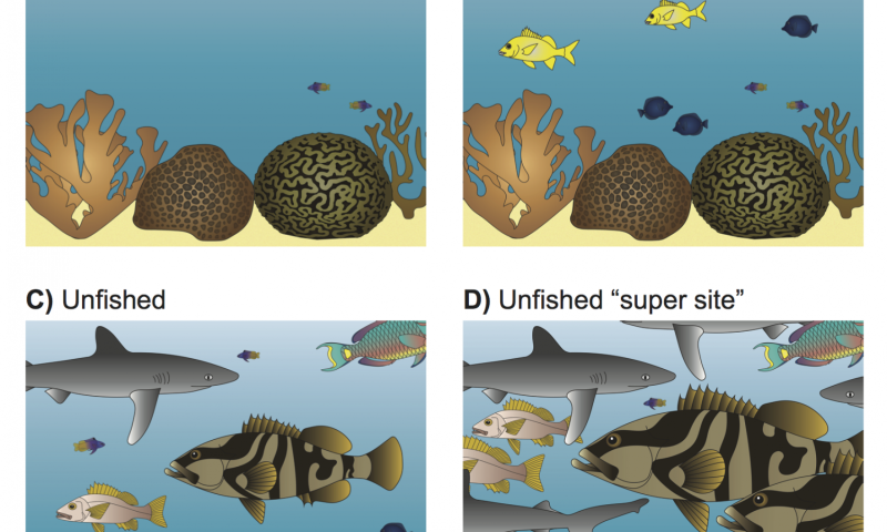 Ninety percent of predatory fish gone from Caribbean coral reefs due to overfishing