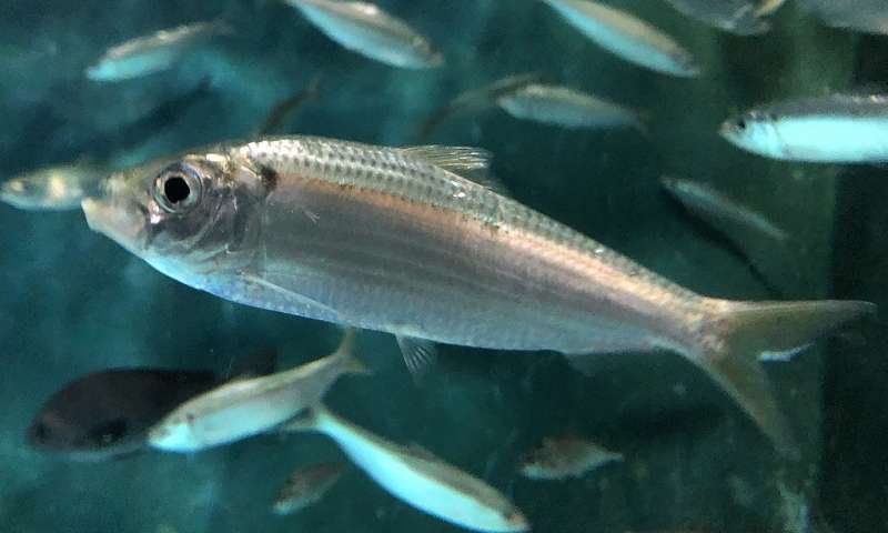 China’s Bohai Sea left with only tiny fish