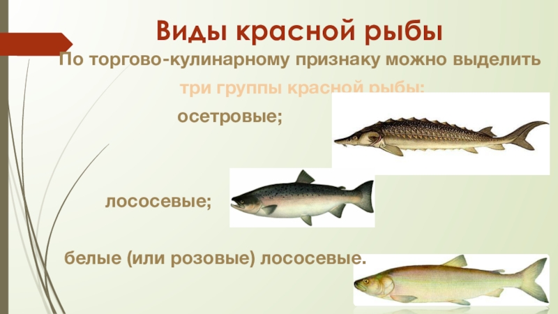 Осетровые и лососевые рыбы