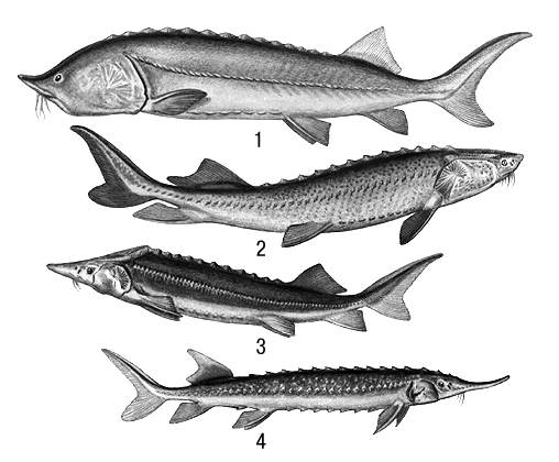 Шип рыба. Осётр стерлядь севрюга Белуга шип. Рыба шип семейства осетровых. Осетровые в Азовском море. Осетры Промысловая рыба.