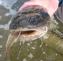 what to catch burbot