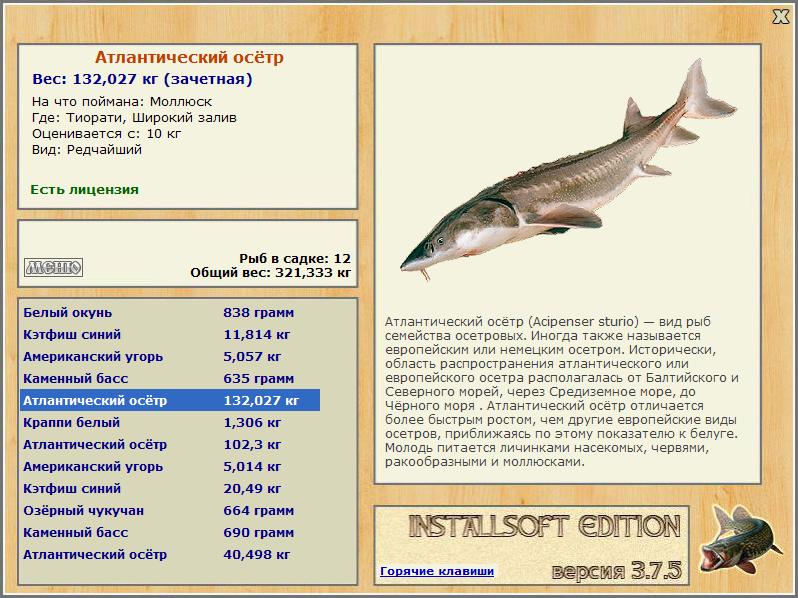 Семейство осетровых рыб. Осетровые рыбы список. Название рыб семейства осетровых. Рыба (семейства осетровых) припущенная. Максимальный вес осетра.