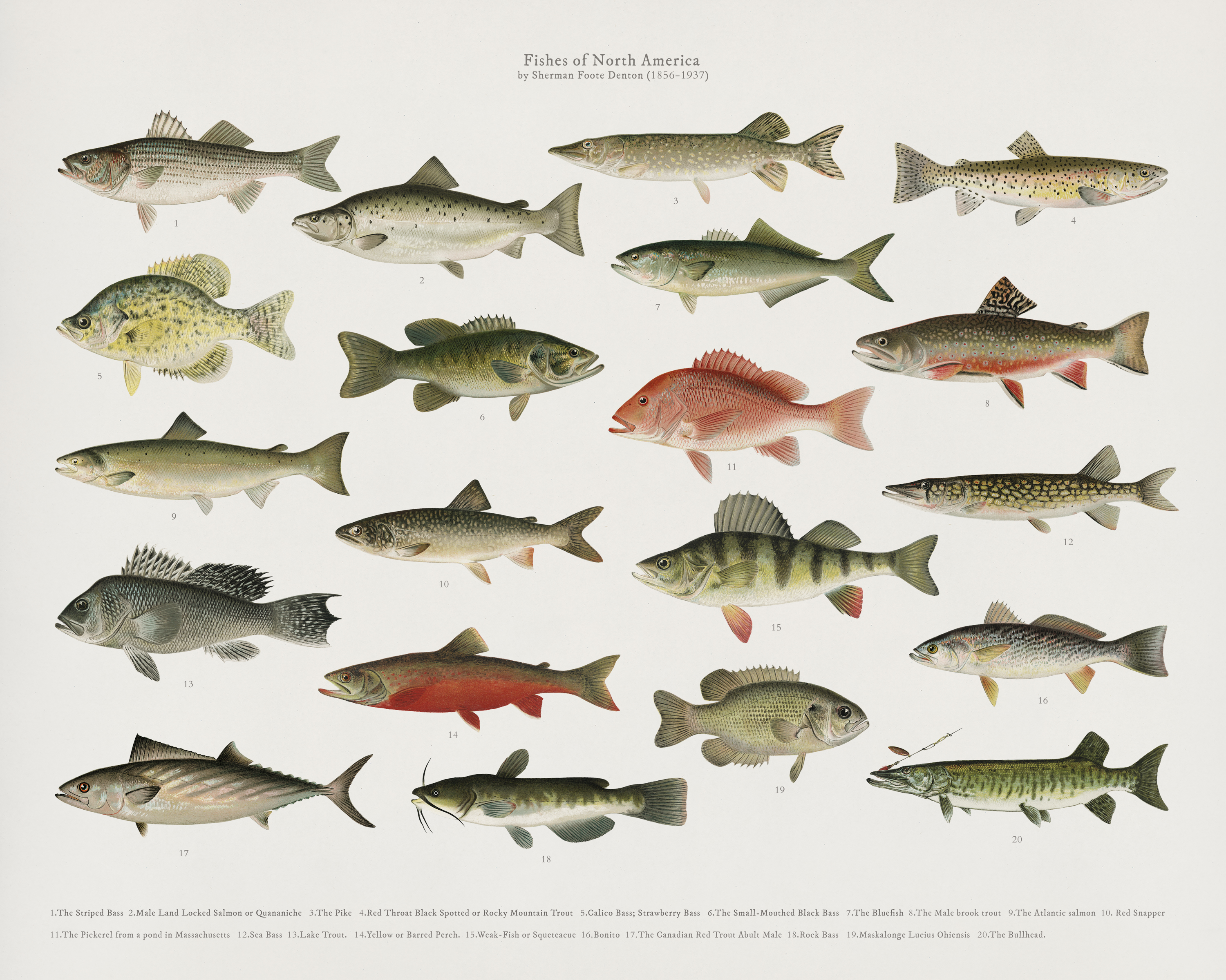 Типы рыб названия. Пресноводные рыбы. Разновидности рыб. Рыбы Америки. Северная Речная рыба.