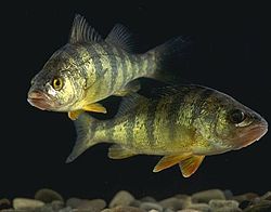 YellowPerch.jpg