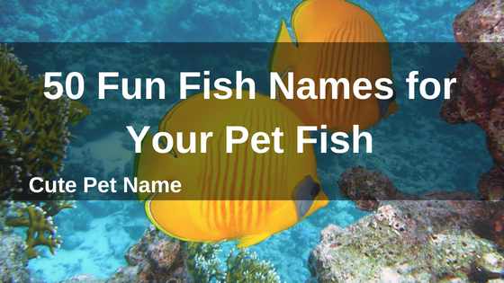 50 Fun Fish Names for Your Pet Fish