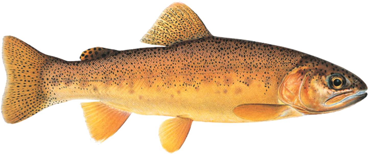 Oncorhynchus gilae. Форель гил. Oncorhynchus Apache. Gila Trout.