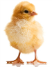 Baby chick Baby chick