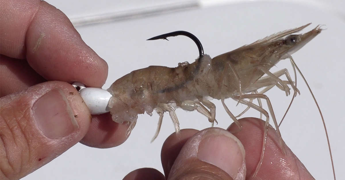 how to rig a shrimp on a jighead